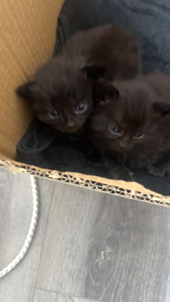 Mixed Breed cats for sale: Adorable 3 black kittens ready soon- 2boys, 1 girl in Birmingham - Video 4