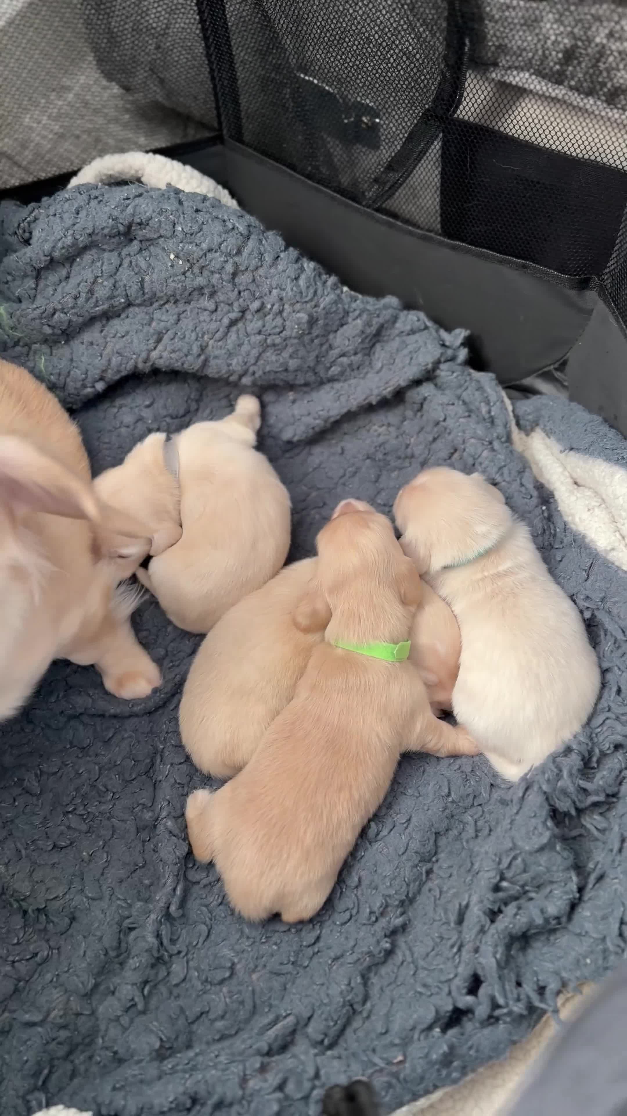Miniature Dachshund dogs for sale: KC Reg Long haired intense cream mini dachshund  - Video 5