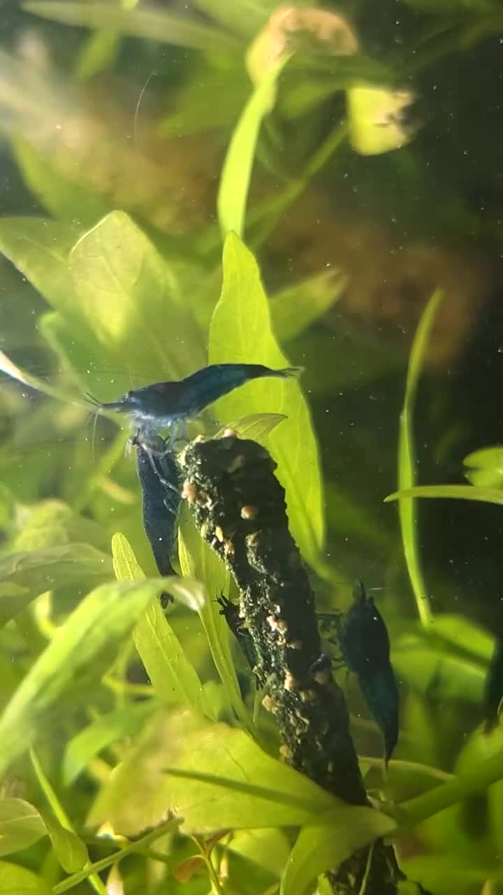 Shrimps fish for sale: Blue dream shrimp  - Video 1