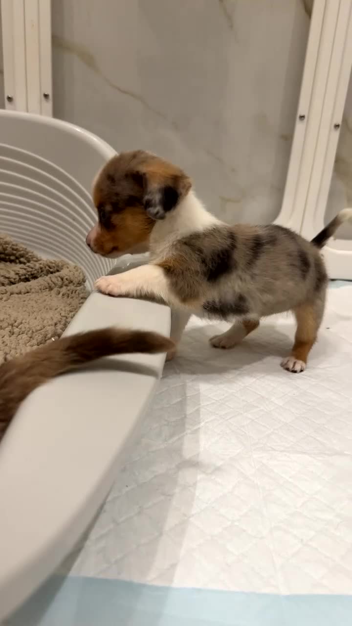 Miniature Dachshund dogs for sale: £650 / ONE LEFT! DECIDED TO SELL OUR KEEPER GIRL - Video 1