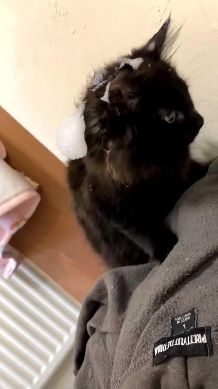 Mixed Breed cats for sale: Mowglie  - Video 1