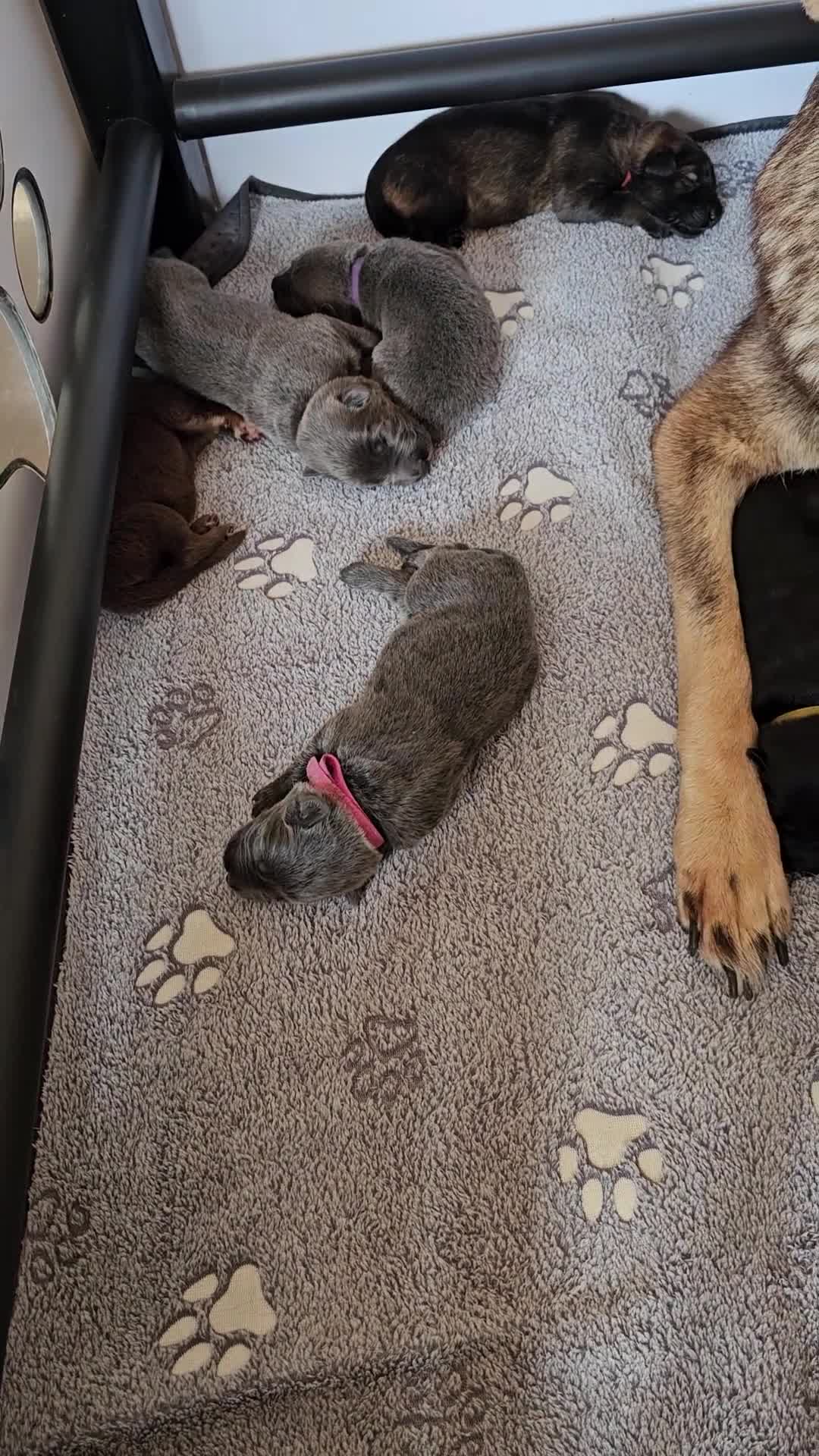 German Shepherd dogs for sale: 🔹️6 Health tested Pedigree gsp's available🔹️ - Video 1