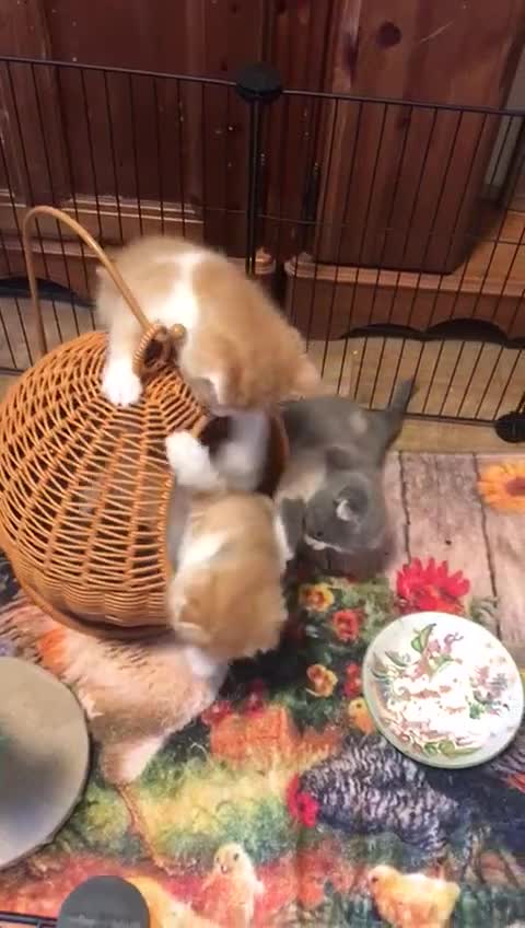 Scottish Fold cats for sale: Three Scottish Fold Kittens for sale - Video 2