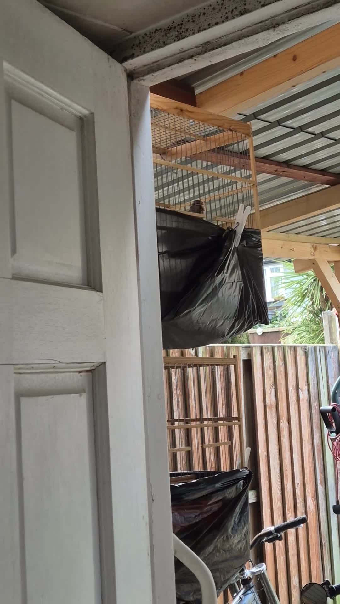 Canaries birds for sale: canaries with beautiful singing in Liverpool - Video 1