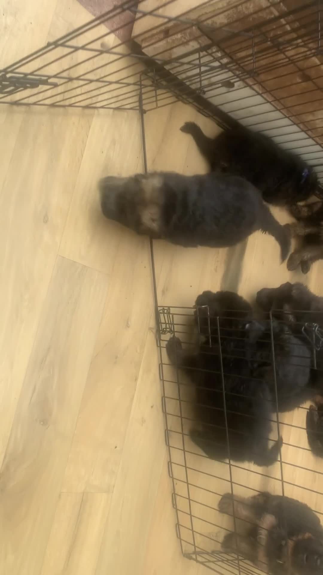 German Shepherd dogs for sale: Long Haired GSD Puppies. - Video 2