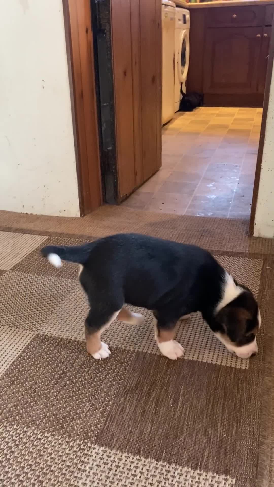 Borador dogs for sale: Borador pups with a bit of kelpie too! - Video 1