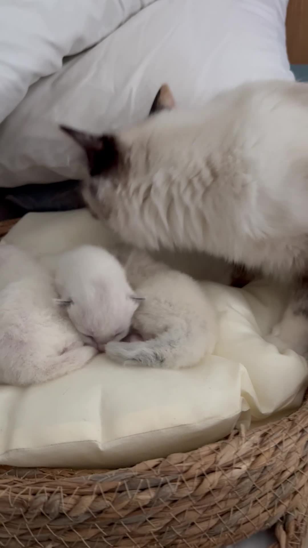Ragdoll cats for sale: DNA tested Ragdoll Kittens - Video 1