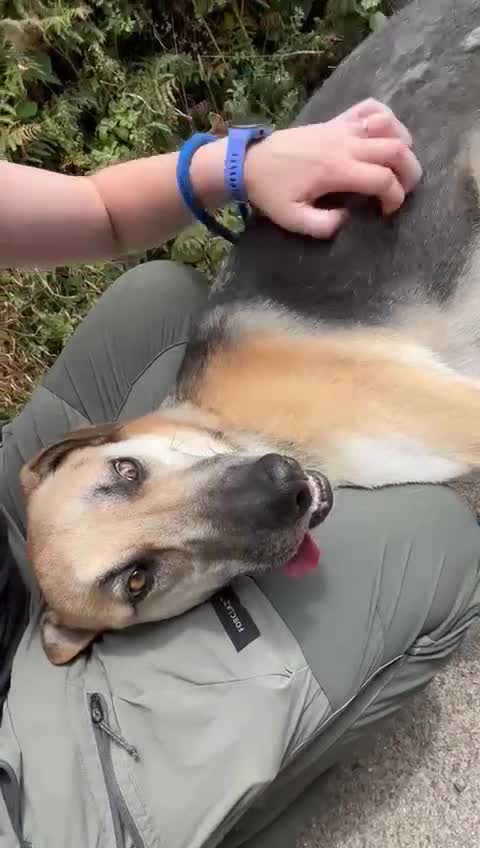 Mixed Breed dogs for adoption: JACK FOR ADOPTION OR FOSTER IN CORNWALL OR DEVON - Video 4