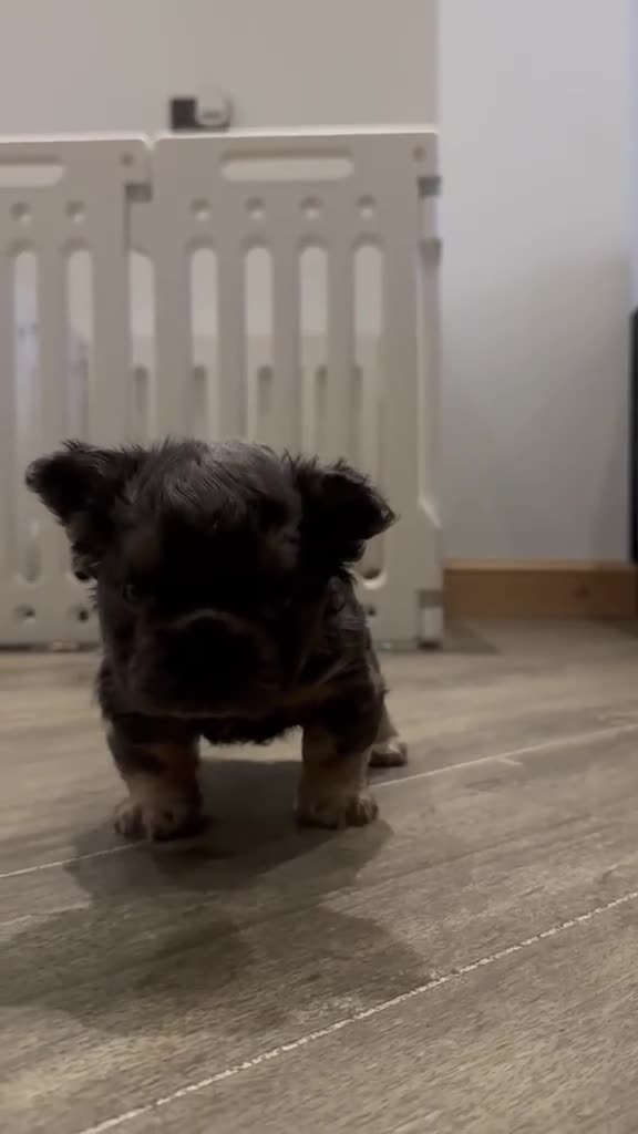 French Bulldog dogs for sale: 3 beautiful French bulldog puppies  - Video 1