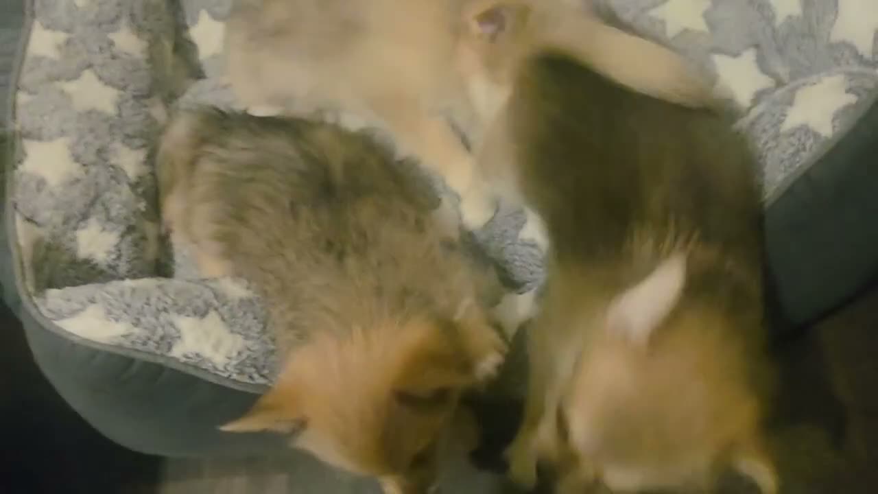 Mixed Breed dogs for sale: Last girl left  she is the funniest one  - Video 2