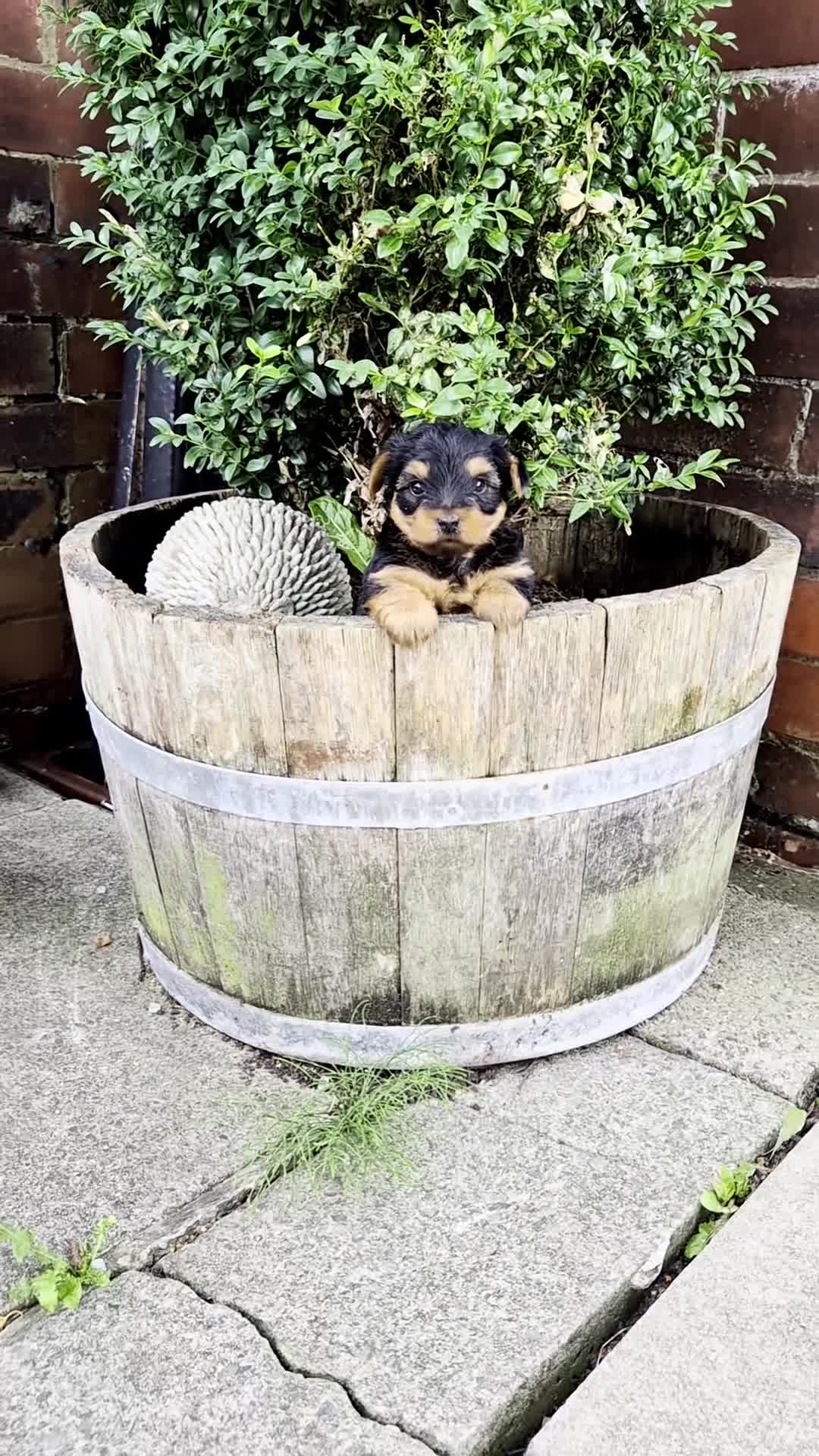 Yorkshire Terrier dogs for sale: 💙 Last Little Boy 💙 - Video 2