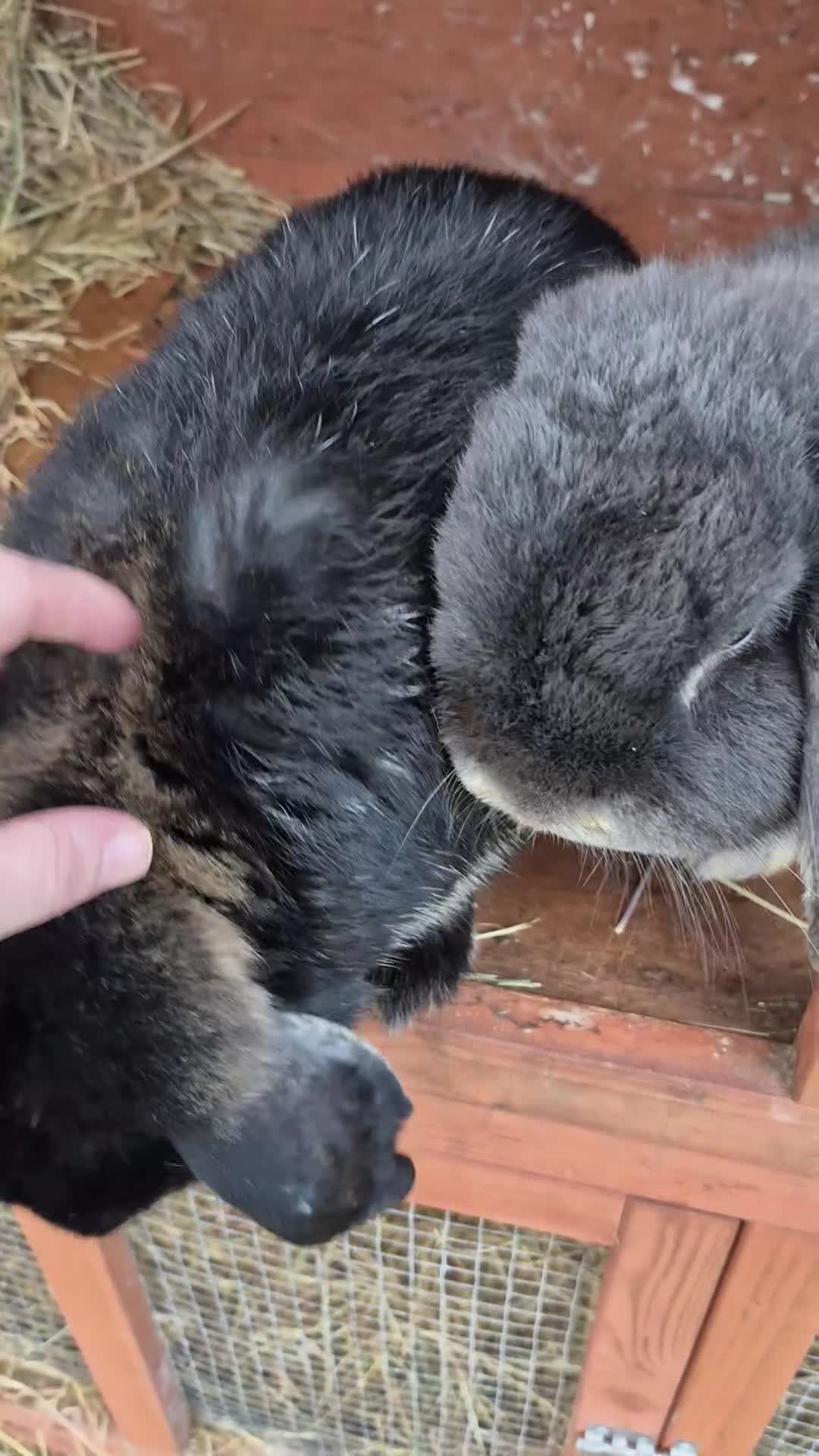 Mini Lop rabbits for sale: Loving homes wanted for 4 Mini Loop bunnies 🐰 in Norwich - Video 1