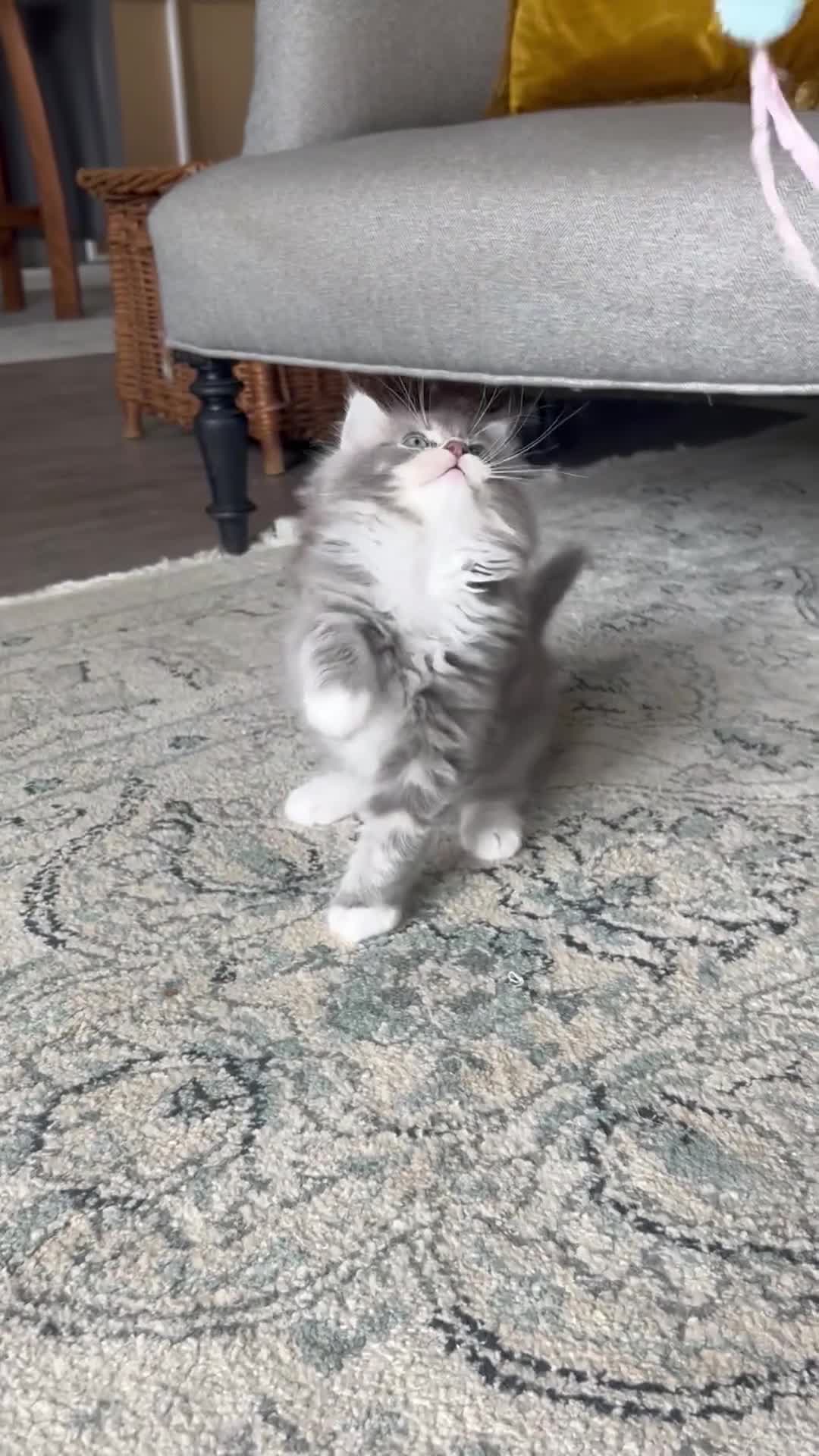 Ragdoll cats for sale:  Blue-lynx Ragdoll kittens pedigree bloodline  - Video 2