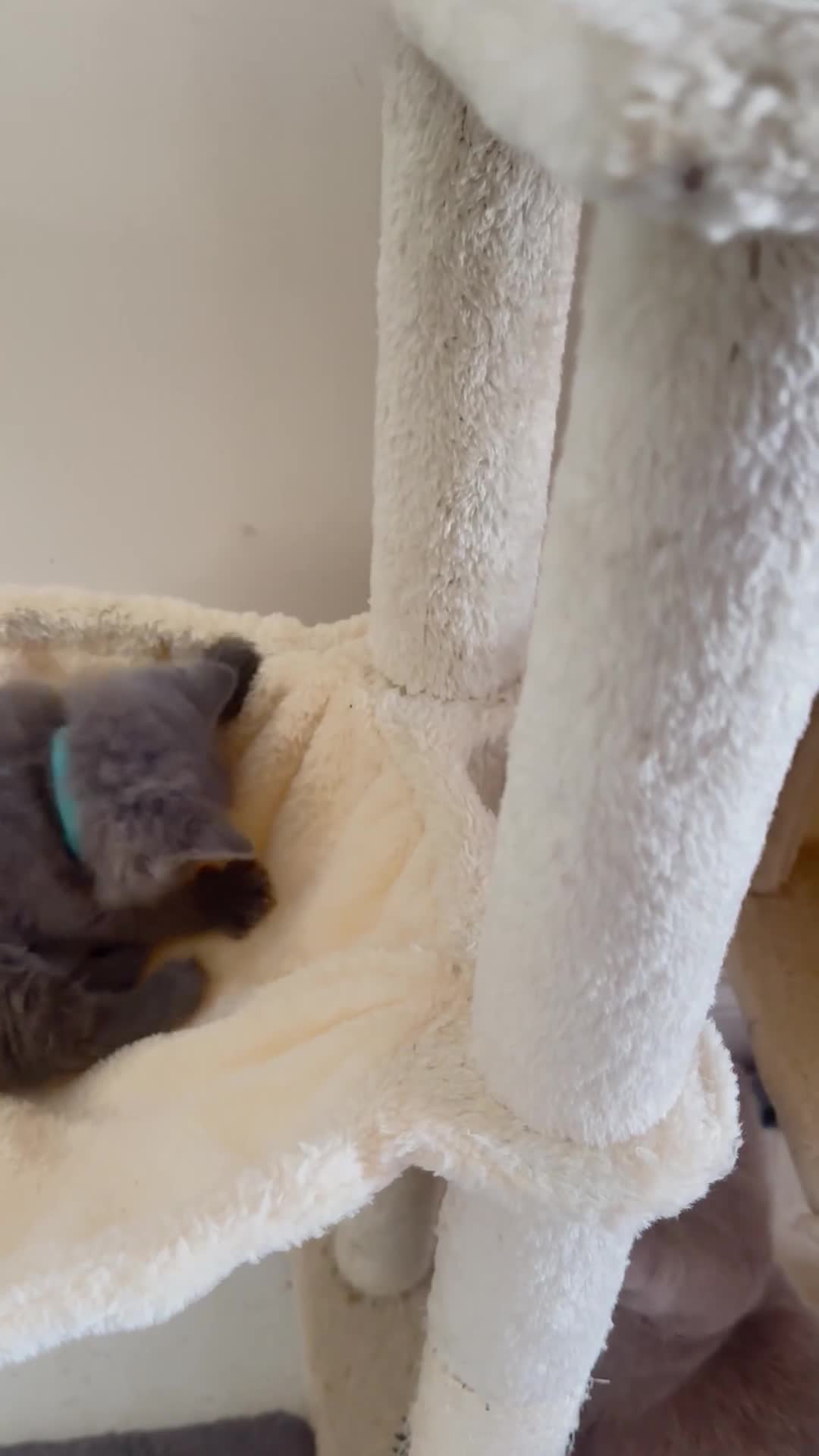 British Shorthair cats for sale: GCCF registered kitten - Video 3