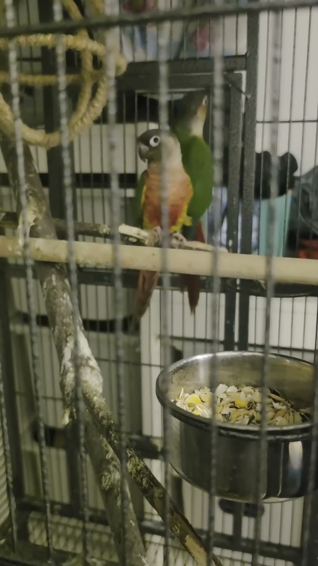 Conures birds for sale: Pair of young conures  - Video 3
