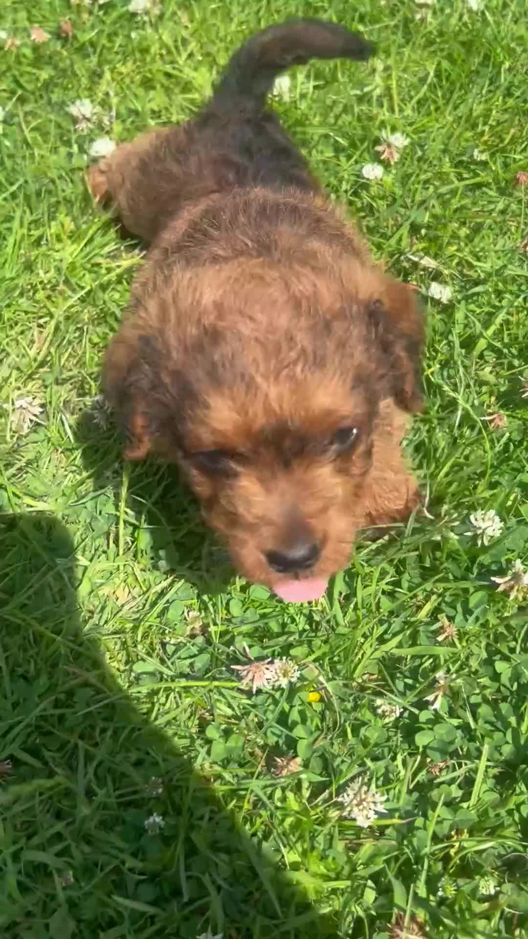 Jackapoo dogs for sale: ASIAN TOY JACKAPOO 1 MALE  - Video 1