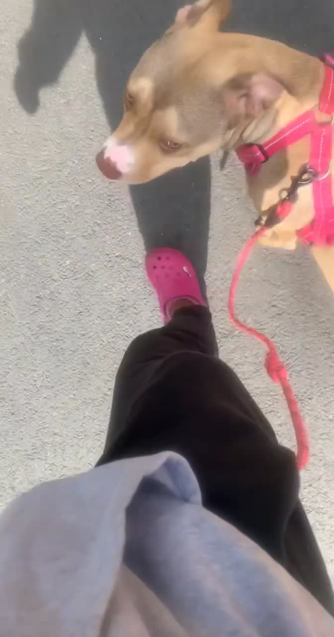 American Bull Staffy dogs for sale: Milly looking for forever home !  - Video 2