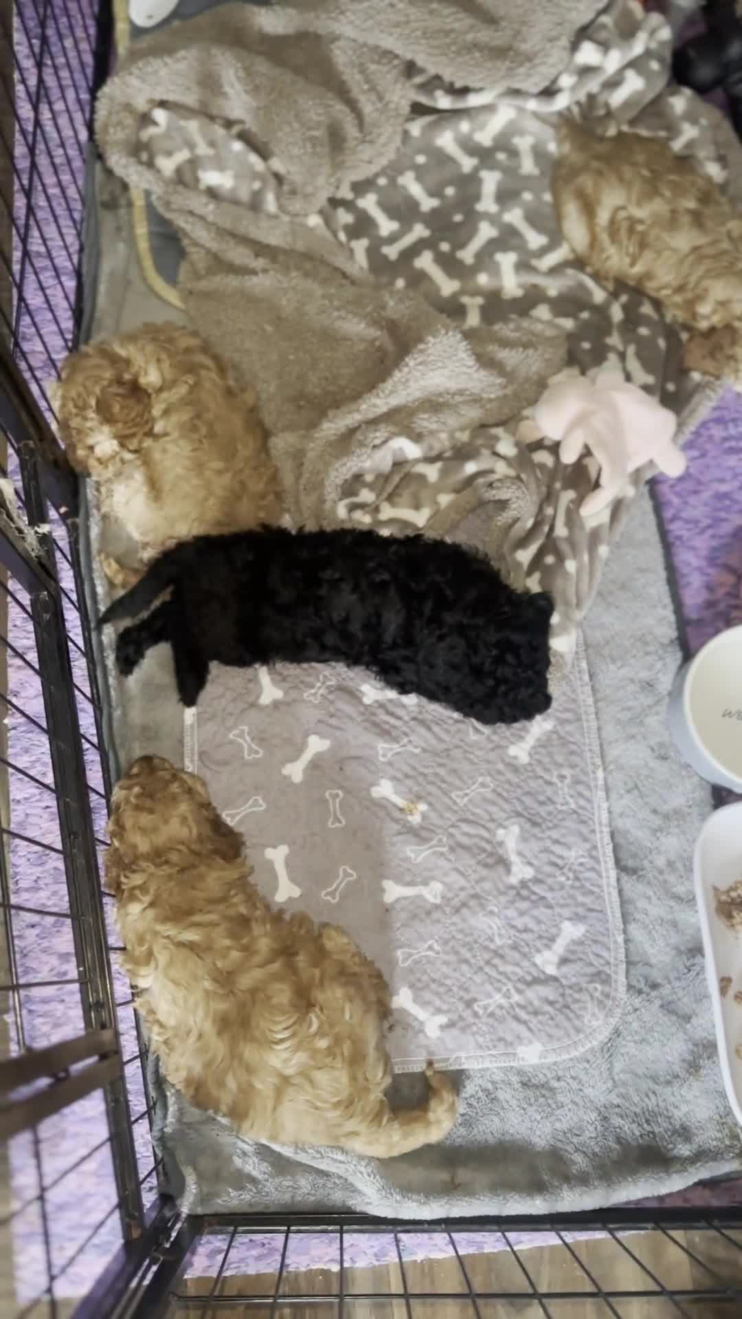 Cockapoo dogs for sale: 🐾 Beautiful Cockapoo Puppies🐾 - Video 2