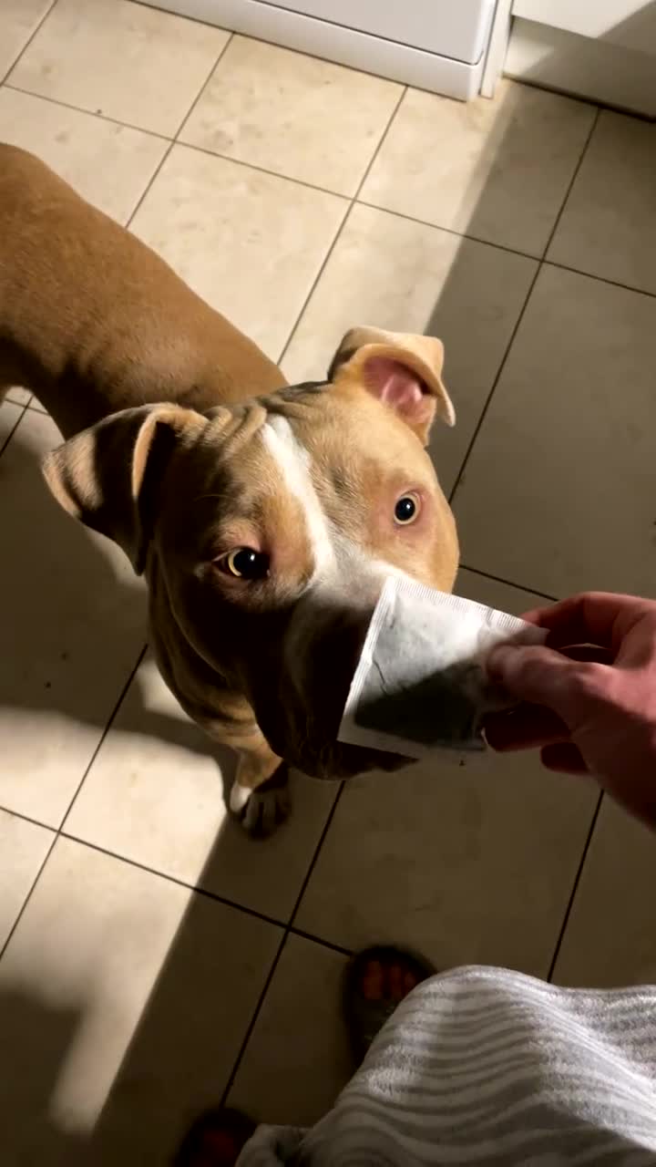 Mixed Breed dogs for sale: 8-Month-Old Boxer/Staffy Cross  in Ipswich - Video 2