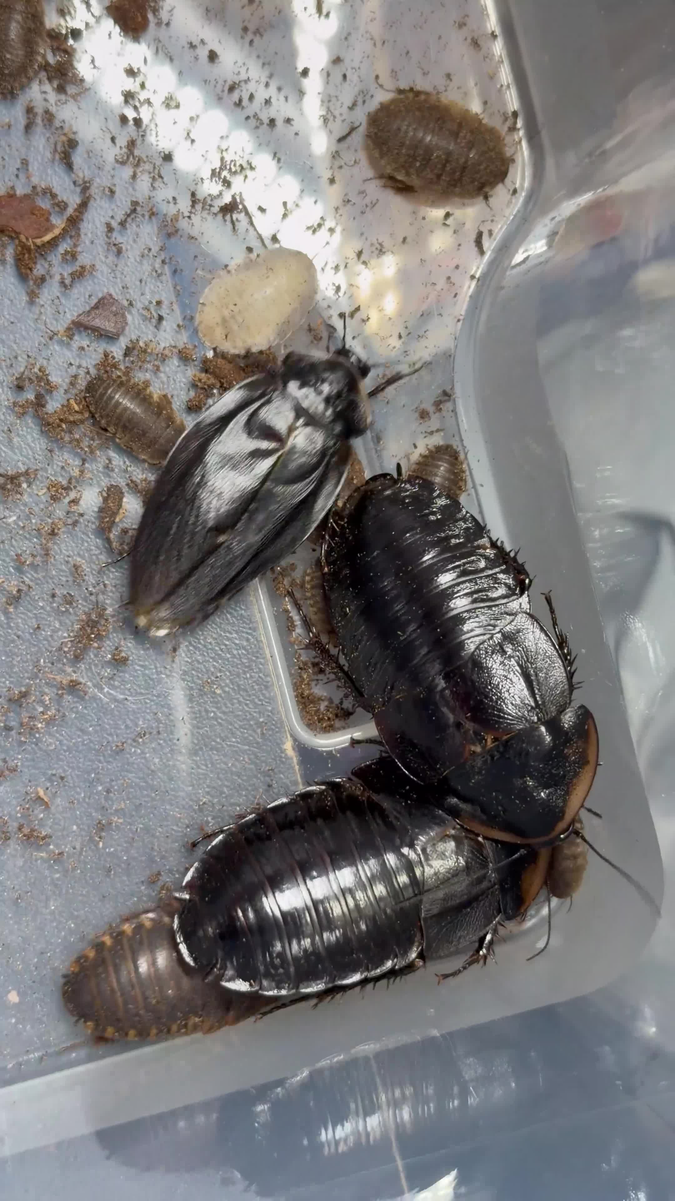 Mixed Breed invertebrates for sale: Invert Collection Sale - Isopods, Roaches & More! - Video 4
