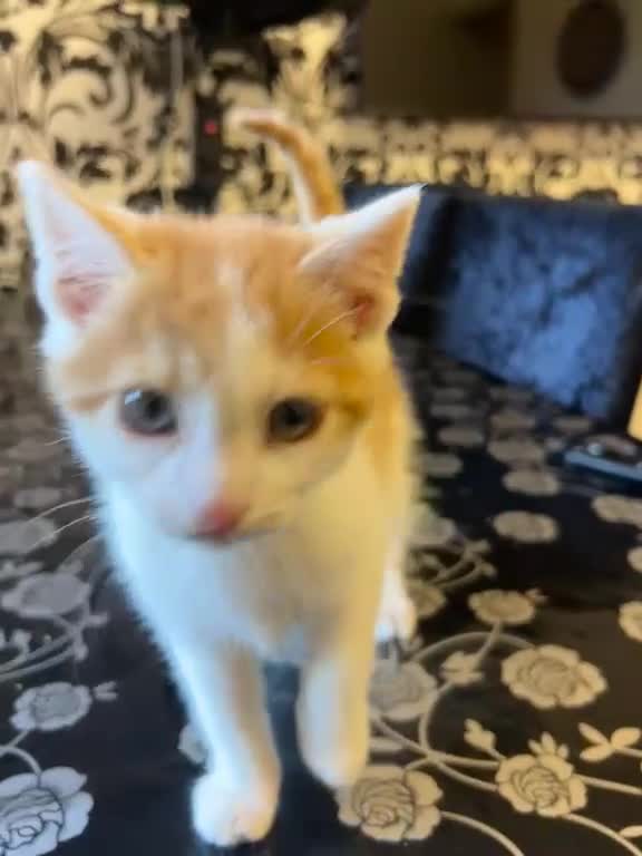American Shorthair cats for sale: Ginger kitten  in Birmingham - Video 1