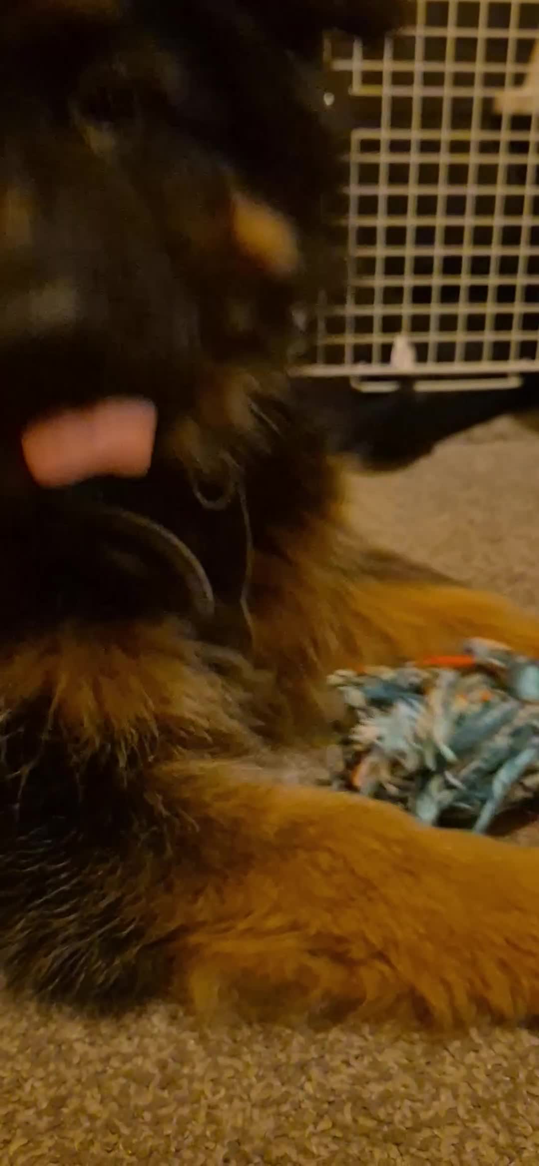 German Shepherd dogs for sale: Male German Shepherd Puppy 12 Weeks Old - Video 3