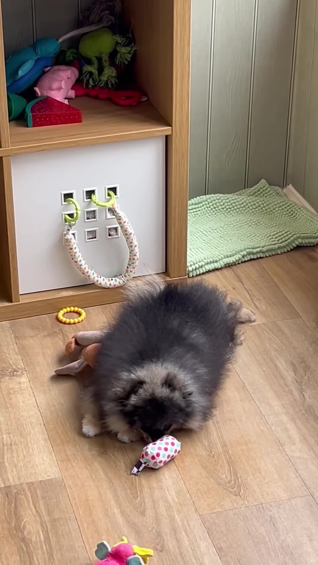Pomeranian dogs for sale: Superb quality Pomeranian boy is left!! - Video 2