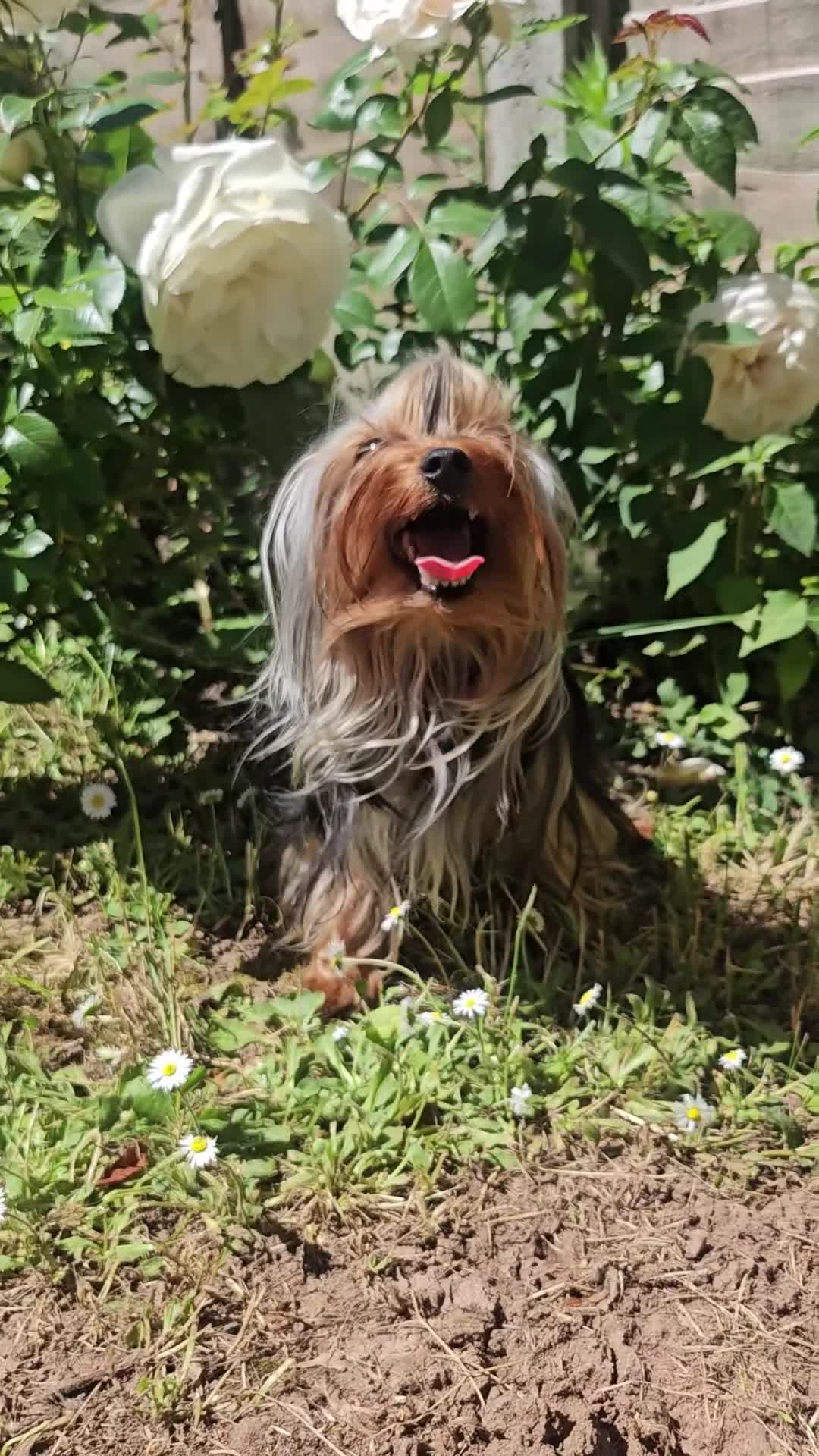 Yorkshire Terrier dogs for stud: Tiny Miniature Experienced Yorkshire Terrier Stud  - Video 1