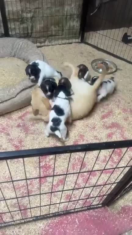 English Springer Spaniel dogs for sale: Outstanding KC Registered Springer Spaniel Puppies - Video 2