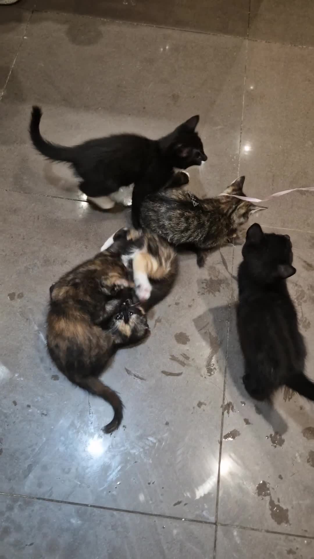 Mixed Breed cats for sale: Adorable Kittens Ready for Their New Homes! 🐾 - Video 2