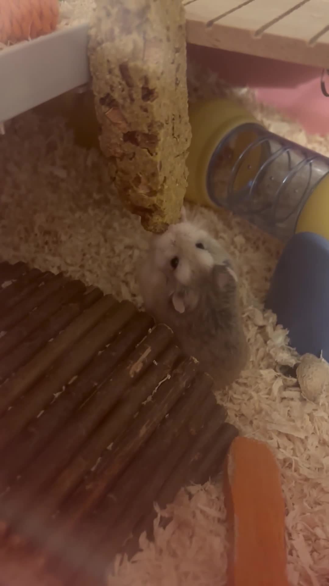 Hamster rodents for sale: Roborovski dwarf hamster looking for forever home! in Boston - Video 1