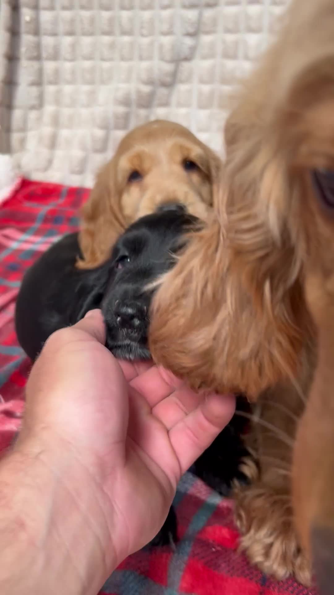 Cocker Spaniel dogs for sale: STUNNING COCKER SPANIEL PUPPIES  - Video 2