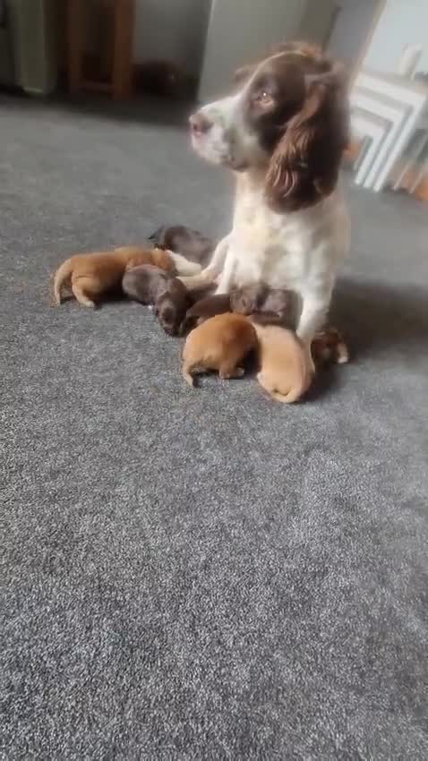 Sprocker dogs for sale: Sprocker puppies  in Northallerton - Video 1