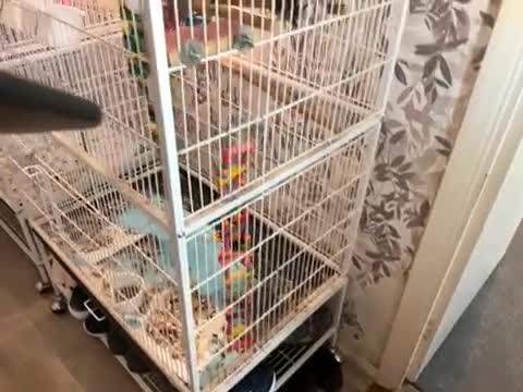 Conures birds for sale: Female conure for sale in Huntingdon - Video 1