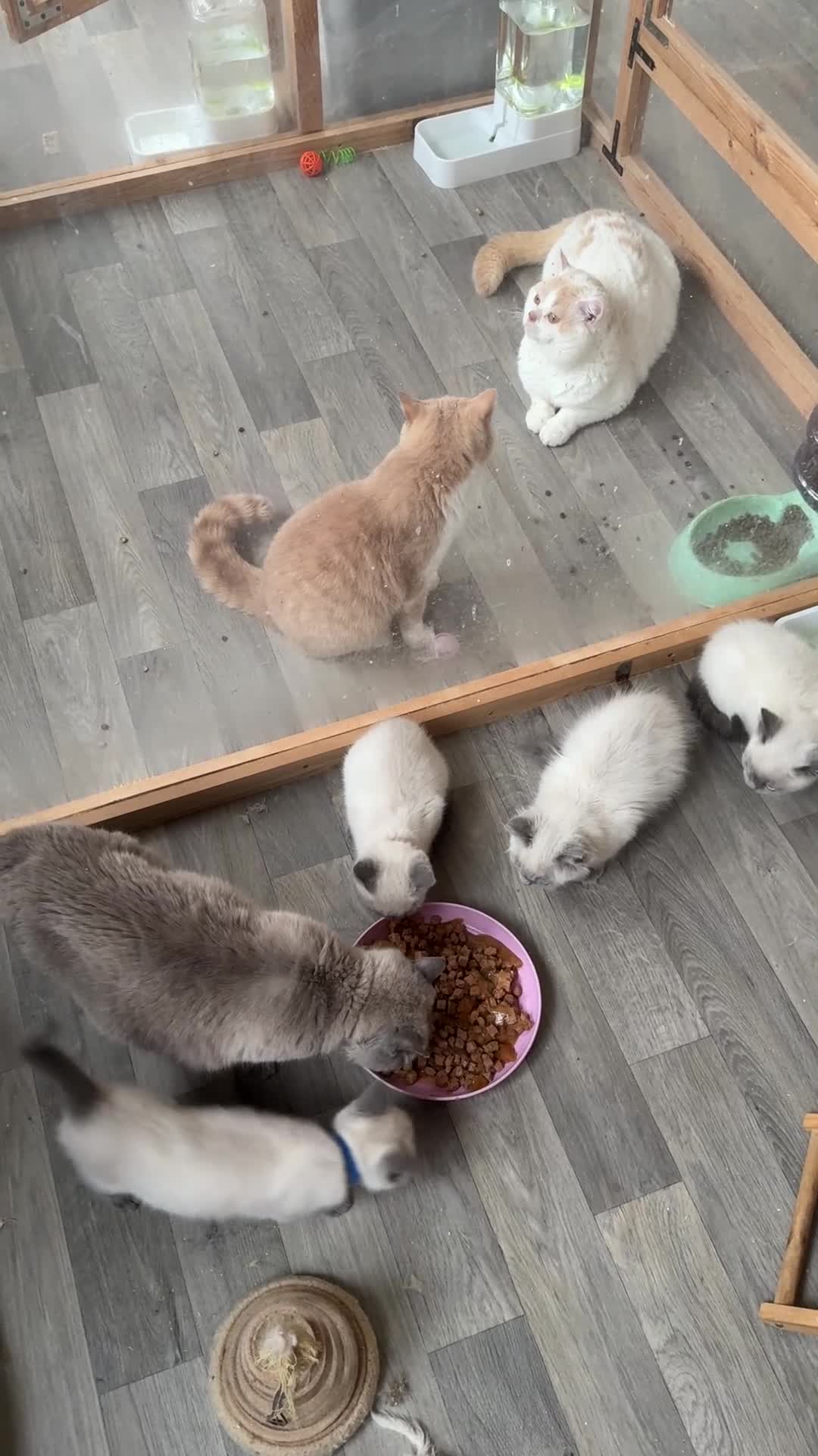 British Shorthair cats for sale: British shorthair x - Video 1
