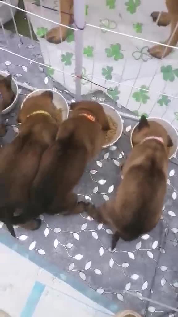 Belgian Shepherd Dog dogs for sale: Love ❤️  - Video 1