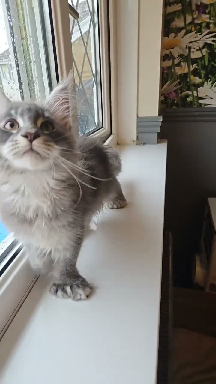 Maine Coon cats for sale: Perfect Polydactyl Maine Coon  - Video 3