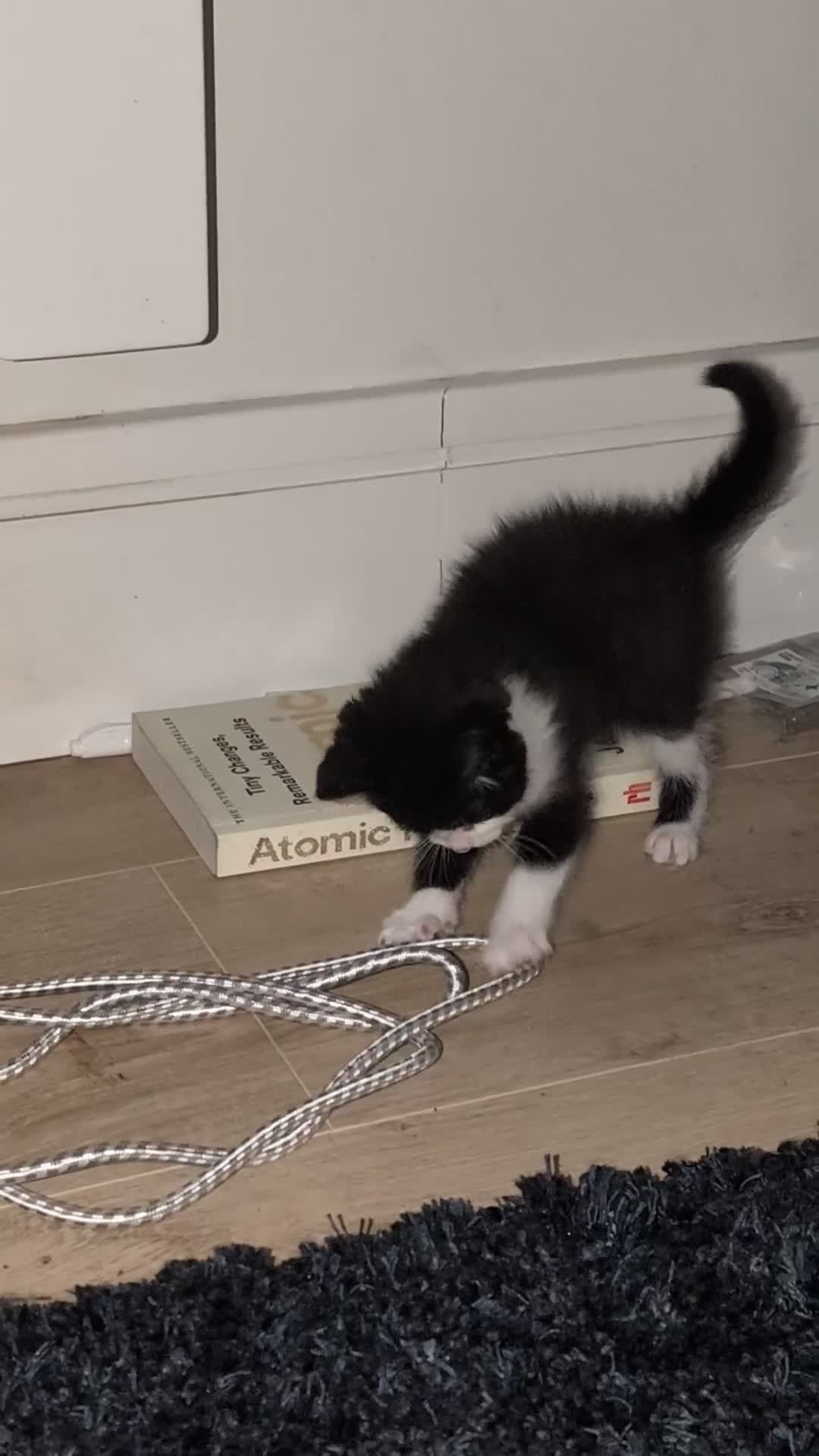 British Longhair cats for sale: Female  - Video 1