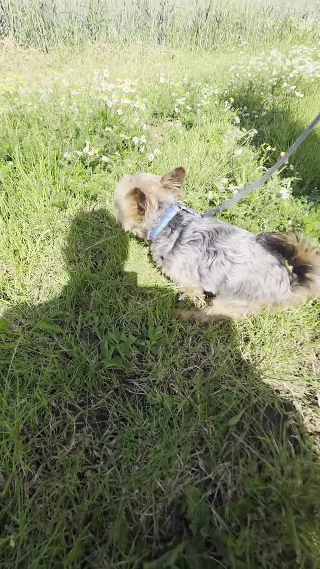 Yorkshire Terrier dogs for sale: For free - Video 1