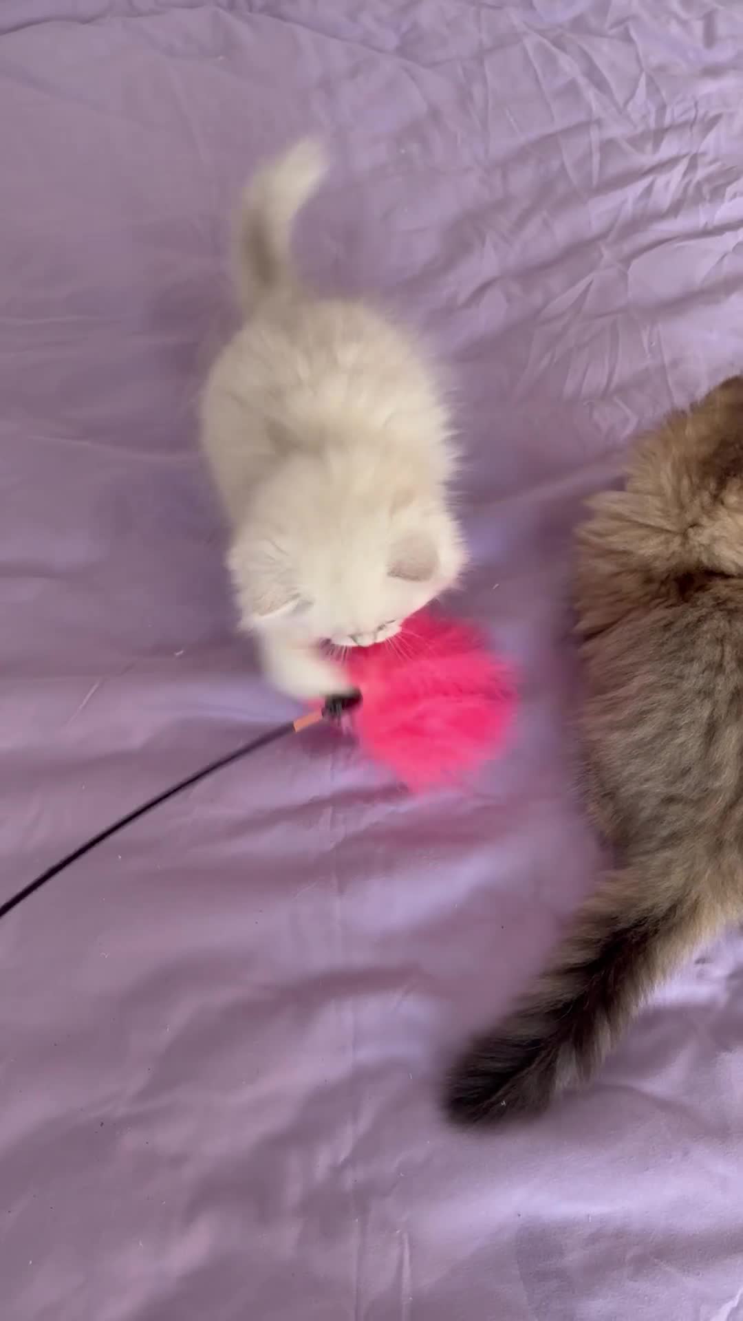 Persian cats for sale: GCCF Registered Persian Kittens Available - Video 1