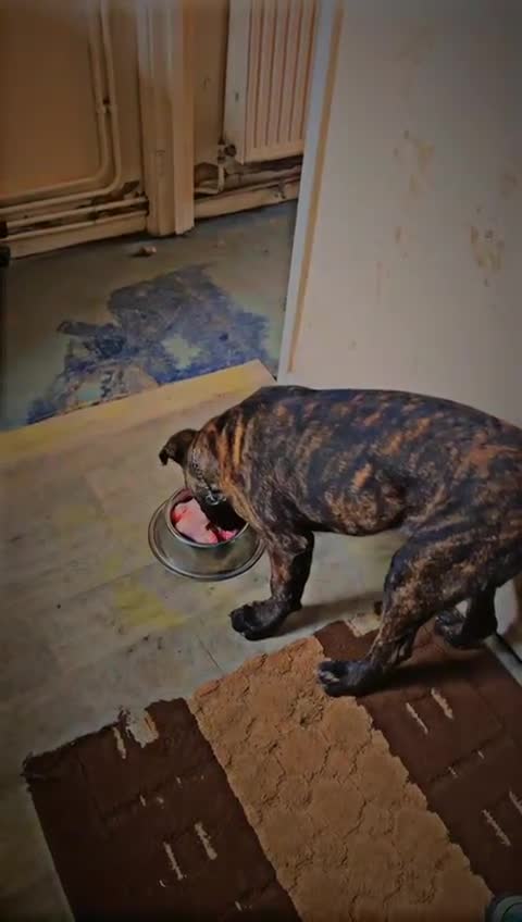 Cane Corso dogs for sale: An absolute stunning guard dog pup in Luton - Video 2