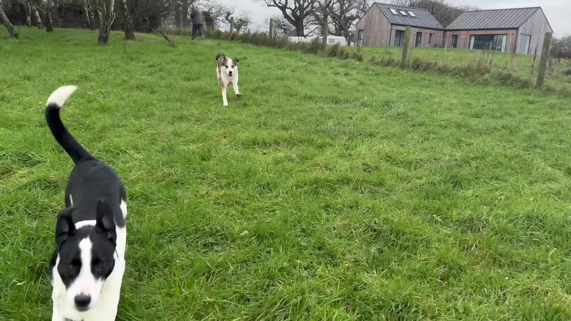 Mixed Breed dogs for adoption: Maya is Looking for a miracle 🩷 - Video 2