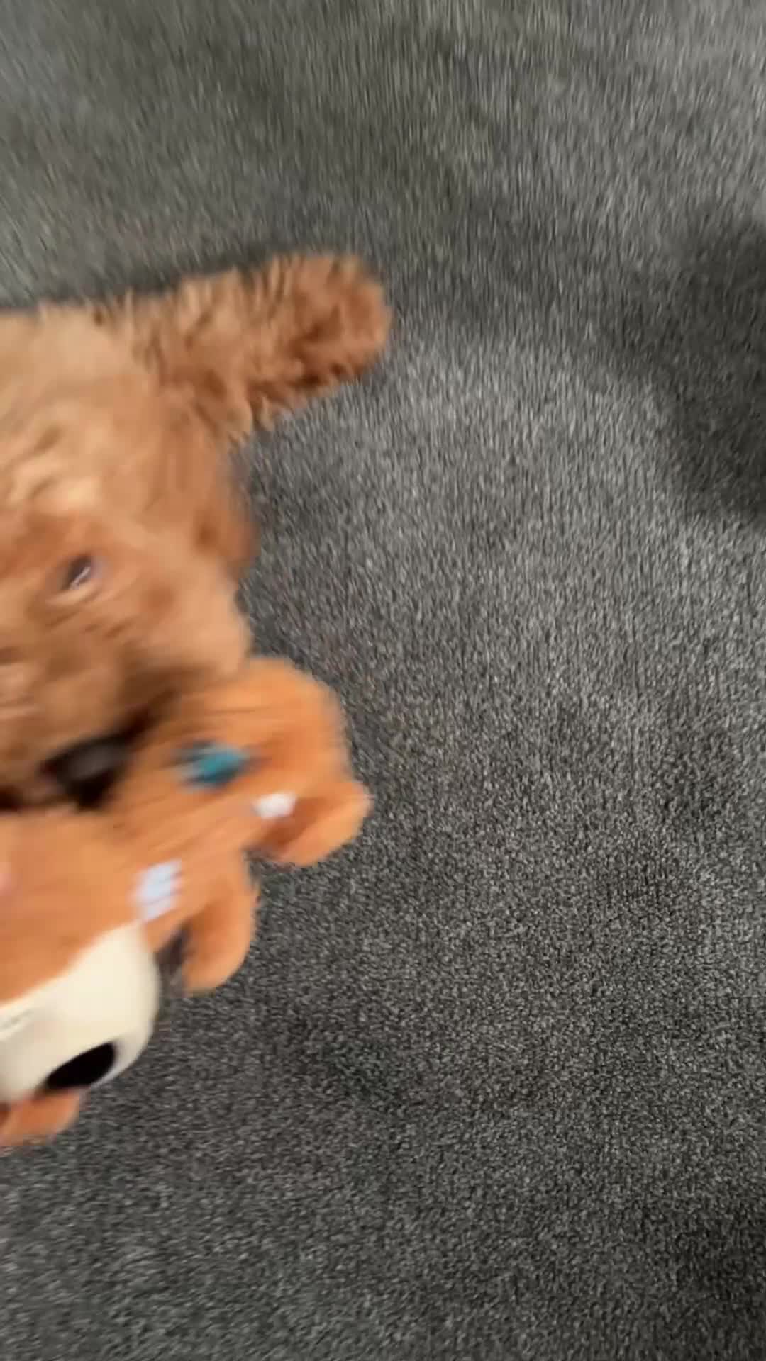 Cockapoo dogs for sale: Red Cockapoo puppy to rehome in Chorley - Video 1