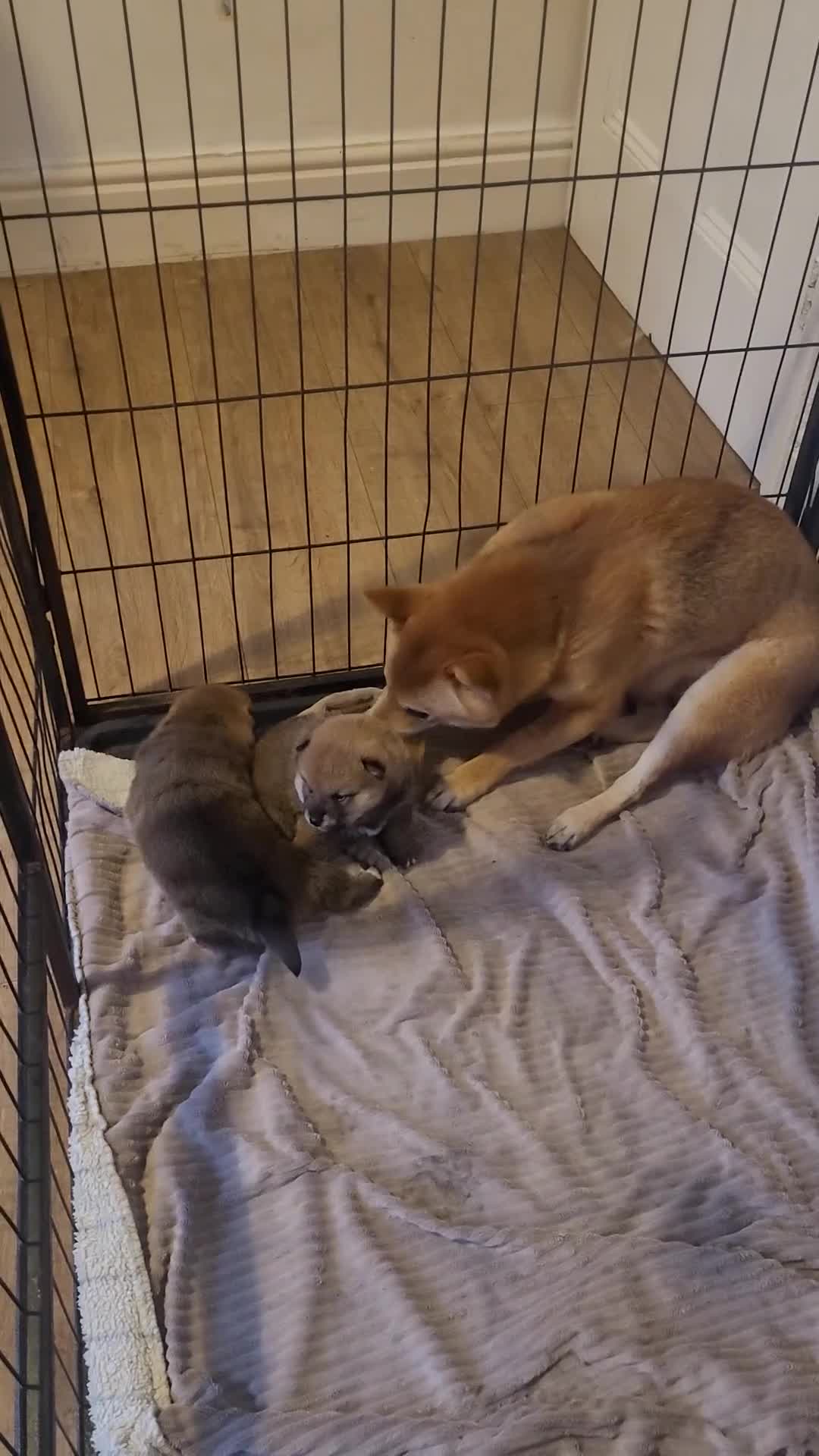 Japanese Shiba Inu dogs for sale: for sale  - Video 2