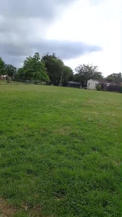 Whippet dogs for sale: *LAST MALE PUPPY* Beautiful KC Registered Puppies - Video 3