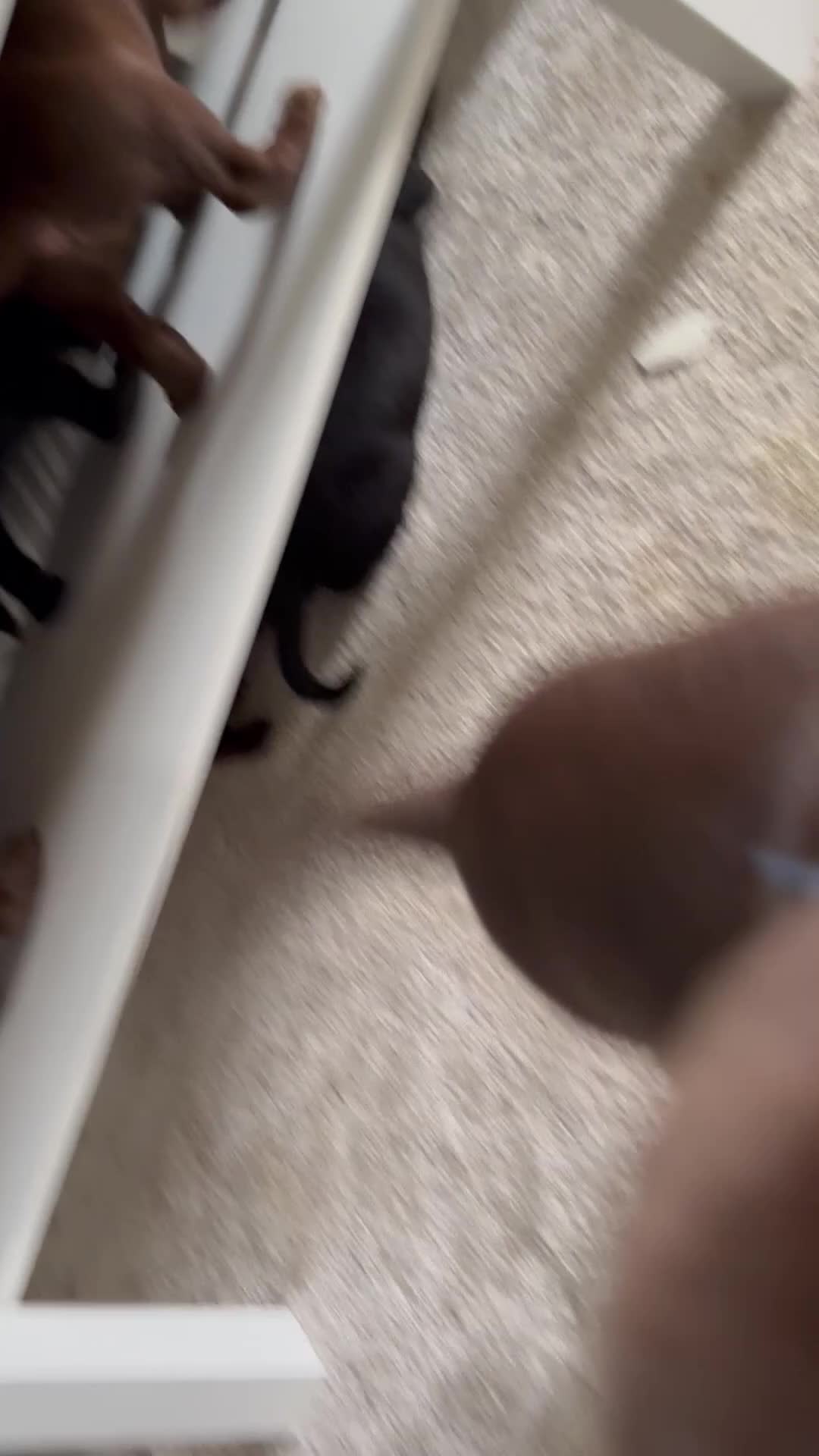 Labrador Retriever dogs for sale: Ready to leave Easter weekend Gorgeous Labradors! - Video 3