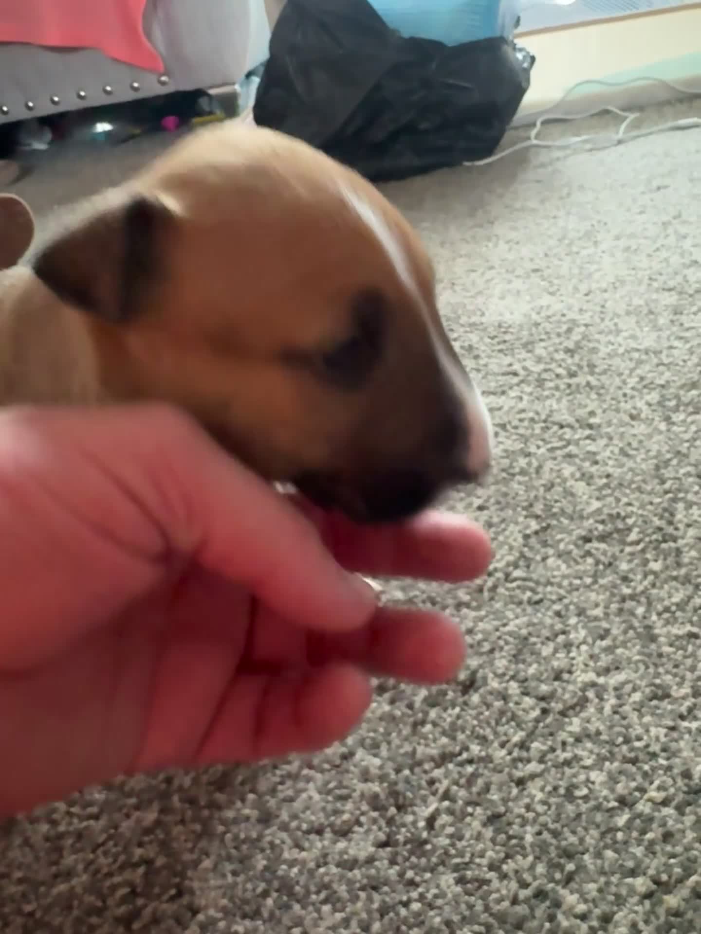 English Bull Terrier dogs for sale: English bull terrier bitches  - Video 1