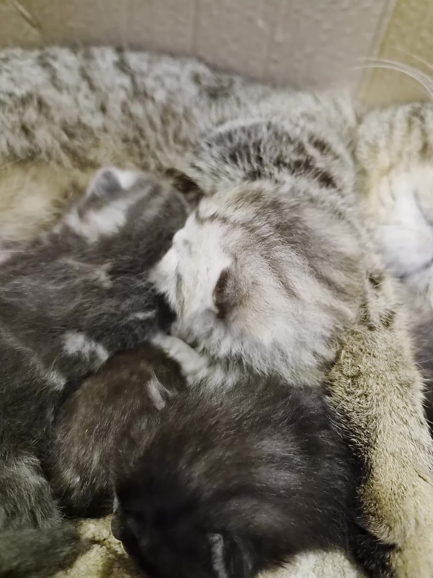 Mixed Breed cats for sale: Kittens Looking for Loving Homes 🐾 - Video 1