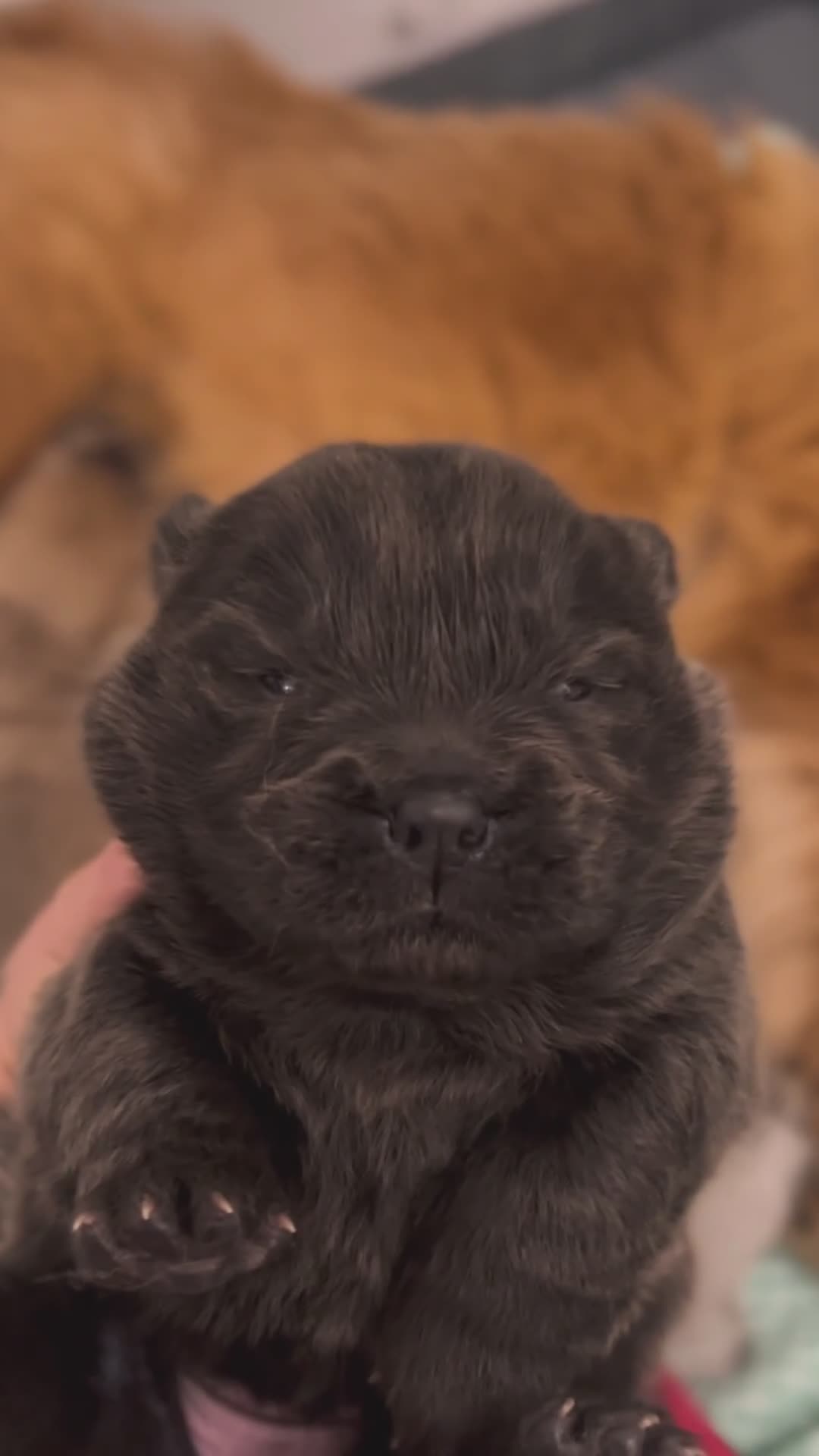 Chow Chow dogs for sale: Merle & blue bear faced Teddy chow chow puppies  - Video 4