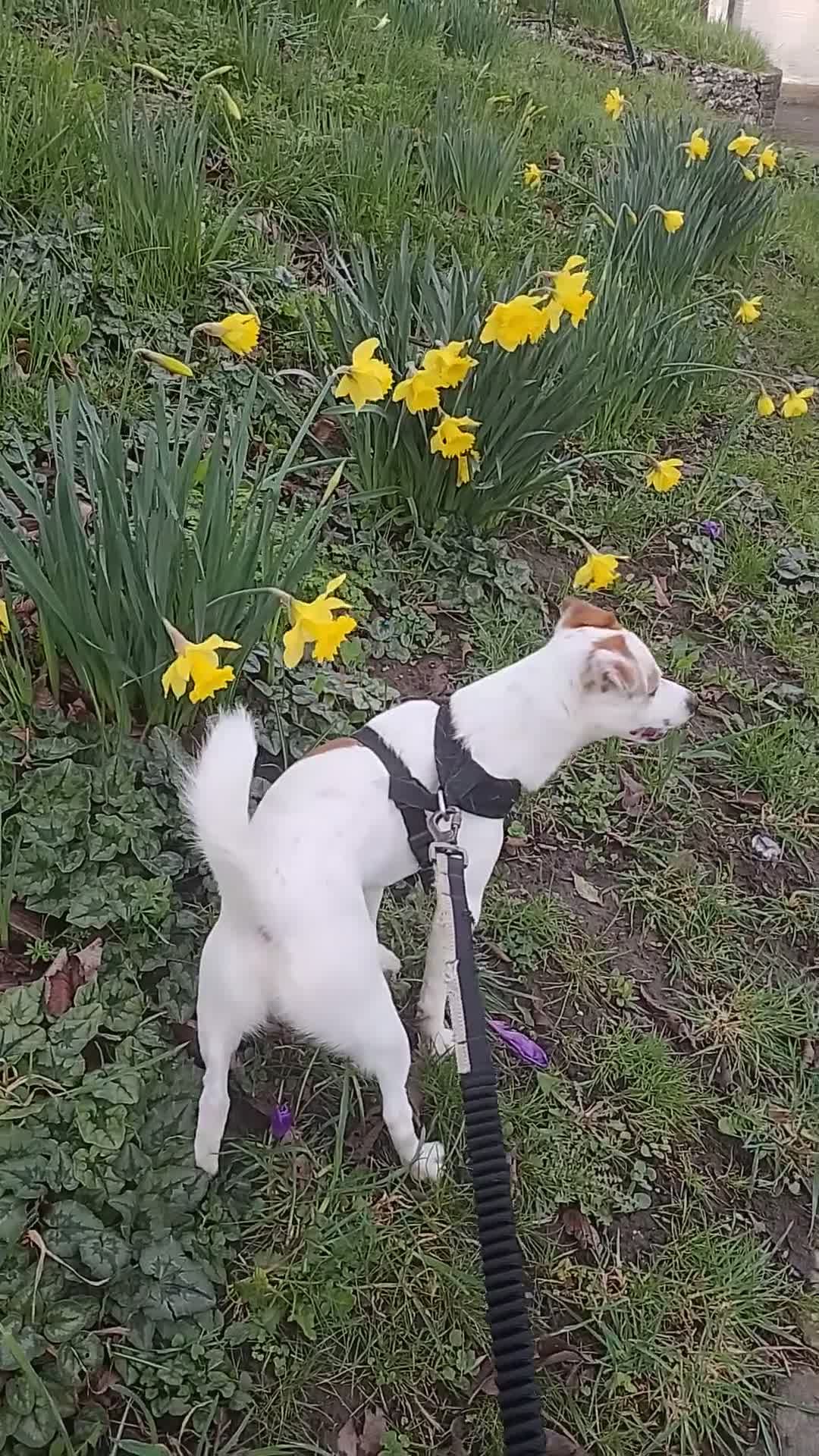 Jack Russell dogs for sale: Cosmo  - Video 1